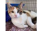Adopt Opurra a Domestic Short Hair