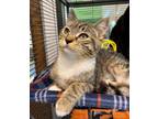 Adopt Chimichanga a Domestic Short Hair