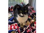 Adopt Cindy a Domestic Short Hair