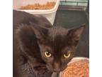 Adopt Mystery a Domestic Short Hair