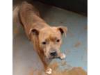 Adopt Samantha a Mixed Breed