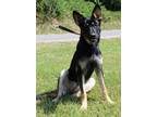 Adopt Juno 40100 a German Shepherd Dog