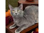 Adopt Nammah a Domestic Short Hair