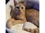 Adopt Juneau a Domestic Short Hair
