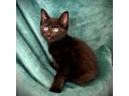 Adopt Bootes a Domestic Short Hair