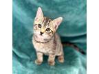 Adopt Delphinus a Domestic Short Hair