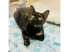 Adopt Aquila a Domestic Short Hair
