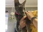 Adopt Harmony a Domestic Short Hair