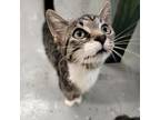 Adopt Hot wheel a Domestic Short Hair
