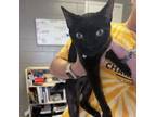 Adopt Willow a Domestic Short Hair
