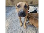 Adopt CHAT-Stray-ch189 a Mixed Breed