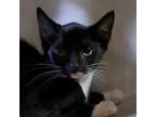Adopt Wilkerson Cat_1 a Domestic Short Hair