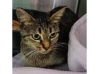 Adopt Tarah a Domestic Short Hair
