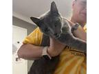 Adopt Dolly a Domestic Short Hair