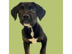 Adopt Katara a Labrador Retriever, Terrier