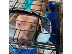 Adopt Dolly Parton a Labrador Retriever