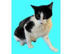 Adopt Trix a Domestic Short Hair