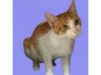 Adopt Amber a Domestic Short Hair