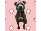Adopt Maria a Terrier