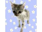 Adopt Pegasus a Domestic Short Hair