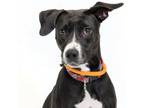 Adopt Strawberry a Labrador Retriever, Hound