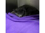 Adopt Tinker a Russian Blue, Domestic Short Hair