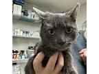 Adopt Blue a Domestic Short Hair, Russian Blue