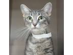 Adopt Isabella a Domestic Short Hair