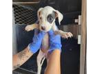 Adopt Mauve a Pit Bull Terrier