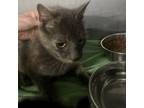 Adopt Astrid a Domestic Short Hair