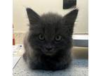 Adopt Divya a Domestic Medium Hair