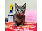 Adopt Liv a Domestic Short Hair