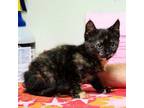 Adopt Buffy a Domestic Medium Hair