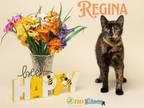 Adopt Regina a Domestic Short Hair