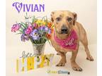 Adopt Vivian a Basset Hound, Mixed Breed