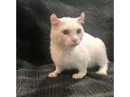 Adopt (SP) Sugar a American Curl