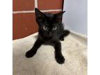 Adopt Celia a Domestic Short Hair