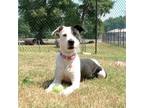 Adopt Pirate a Jack Russell Terrier