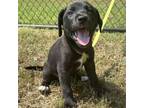 Adopt Gia a Labrador Retriever