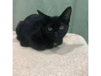 Adopt (PS+) Purdina a Domestic Short Hair