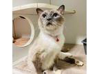 Adopt Alley a Siamese, Domestic Short Hair