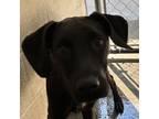 Adopt Juliette a Chocolate Labrador Retriever