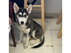 Adopt Gobblin a Husky