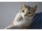 Adopt Bitty a Calico, Tabby