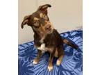Adopt Stray Hold Shelia a Australian Shepherd, Mixed Breed