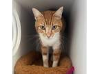 Adopt Dusty a Domestic Short Hair