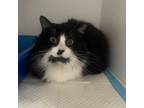 Adopt Miss Kitty a Domestic Long Hair