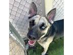 Adopt Zula a German Shepherd Dog, Mixed Breed