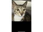 Adopt Queensly a Domestic Short Hair