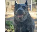 Adopt Marley a Australian Cattle Dog / Blue Heeler